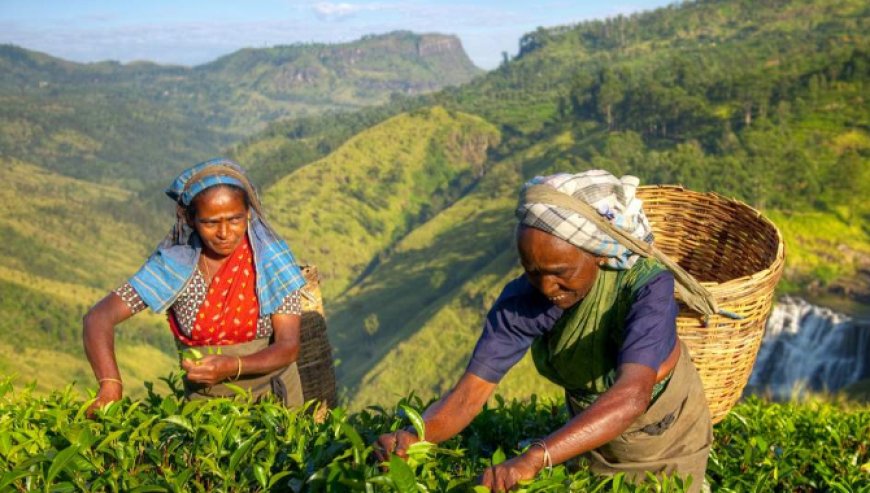 EPF கொடுப்பனவுகளைச் செலுத்தத் தவறிய தேயிலை தோட்ட உரிமையாளர்களுக்கு எச்சரிக்கை!