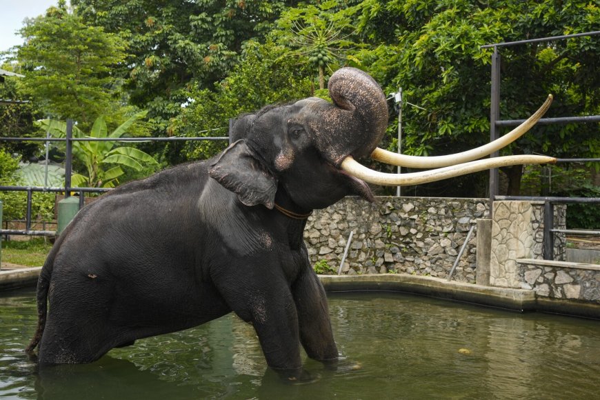 முத்துராஜா யானைக்கு சிகிச்சையளிக்க விசேட குழுவொன்று தாய்லாந்து செல்கிறது!