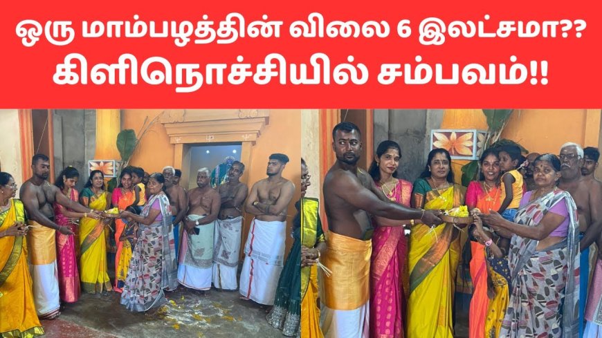 6 இலட்சம் ரூபாய்க்கு ஏலத்தில் விற்கப்பட்ட மாம்பழம் - கிளிநொச்சியில் அதிசயம்!