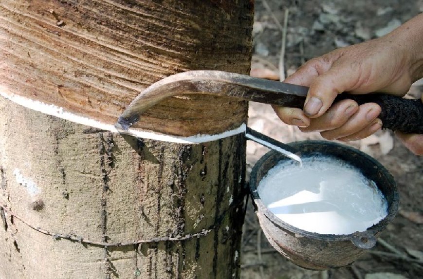 இறப்பர் செய்கைக்காக பயன்படுத்தப்படும் உர மூட்டையின் விலை குறைப்பு!