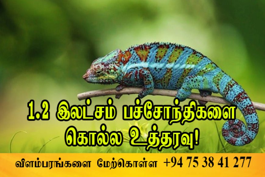 1.2 இலட்சம் பச்சோந்திகளை கொல்ல உத்தரவு!