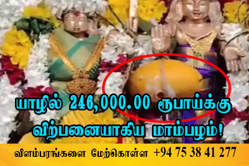 யாழில் 246,000.00 ரூபாய்க்கு விற்பனையாகிய மாம்பழம்!