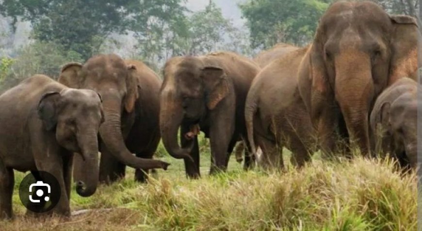 காட்டு யானைக்கூட்டத்தால் சிறுபோக வயற் செய்கைக்கு பெரும் தடை