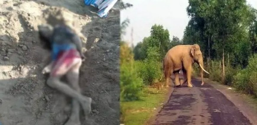 காட்டு யானை தாக்கி விவசாயி உயிரிழப்பு