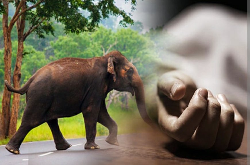 திருகோணமலையில் யானை தாக்குதலுக்கு இலக்காகி சிறுவன் உயிரிழப்பு!